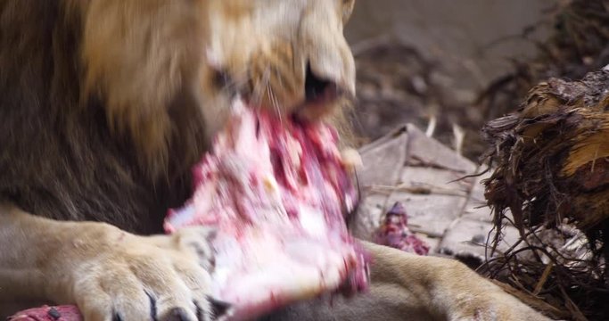 4K - Lion eating meat. Close-up