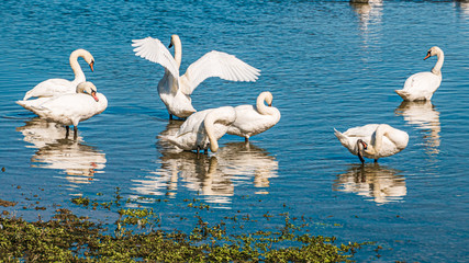 Beautiful swans at Dingolfing water reservoir, Isar, Bavaria, Germany