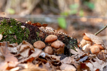 mushrooms in forest