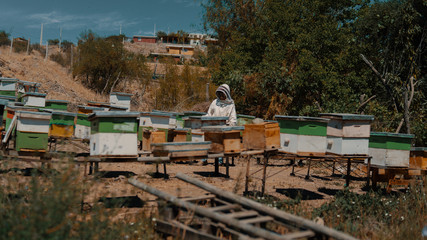 Fototapeta na wymiar beekeeping