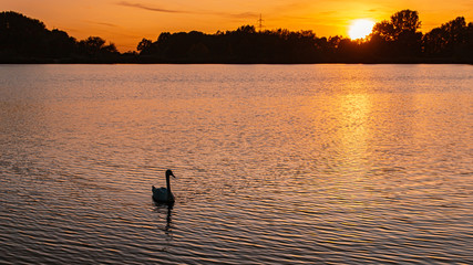Beautiful sunset with reflections and a swan near Plattling, Isar, Bavaria, Germany