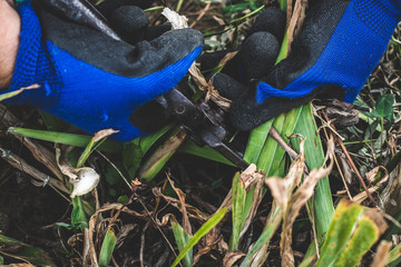Pruning bushes. Gardening on farm in autumn or spring. Gardener cuts dry branches of pruning shears.