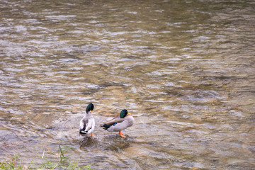 Mallard (Anas platyrhynchos) standing on the rock in the river.