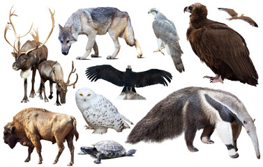 Set of fauna of North American animals.