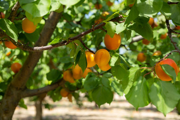 Ripe apricots on trees