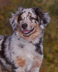 full face portrait of a blue merle aussie australian shepherd puppy on a background of blurry fall foliage