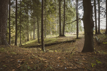 Obraz premium landscape