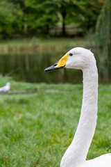 Head and neck of whooper swan, with black and yellow beak and white plumage