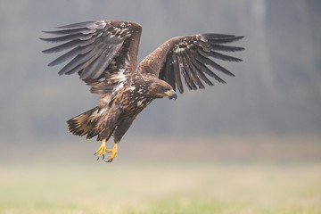 Birds of prey - white-tailed eagle in flight (Haliaeetus albicilla)