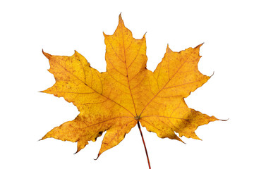 Naklejka na ściany i meble autumn leaf isolated on white background