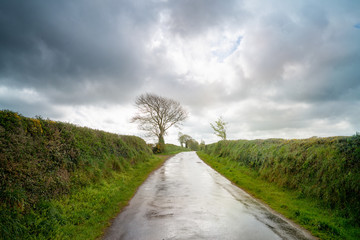 Landscape with a wet road after rain