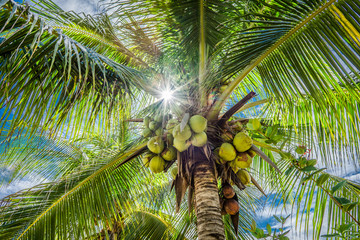 palma de cocos