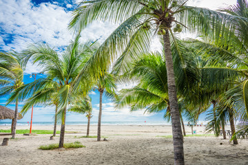 palmeras