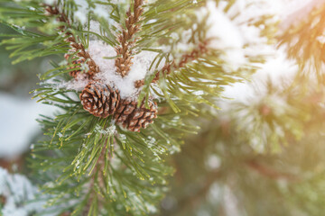 .Winter. Snow lies on a green pine branch and pine cones
