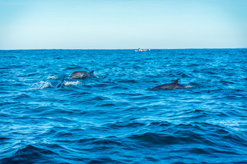 delfines comiendo 