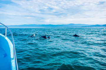 grupo de delfines comiendo © Israel