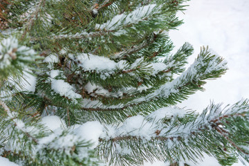 Winter. Snow lies on a green pine branch