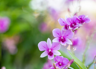 Obraz premium Pink orchid with blurred green background, copy space