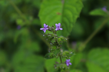 Nano flowers