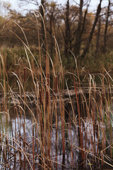 Baltic nature in autumn, forest and river