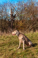Weimaraner in the meadow. Sunny autumn day with dogs. Hunting dog on the hunt.