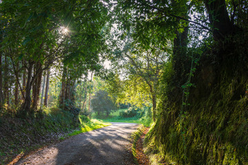 Autumnal landscape of a shady road with eucalyptus and chestnut trees with the sun between the trees in horizontal