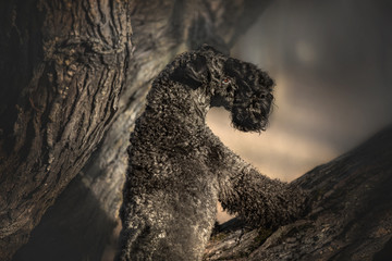 Kerry blue terrier standing on the tree trunk.