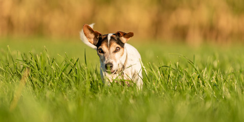 Cute small Jack Russell Terrier 13 years old. Portrait of a dog outdoor in nature in the season autumn.