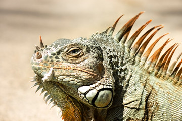 Close up photo of a Central American  iguana.