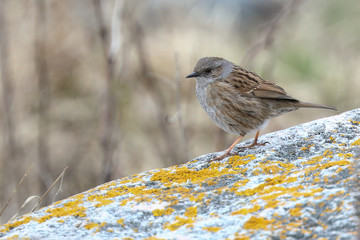 dunnock is small migratory bird