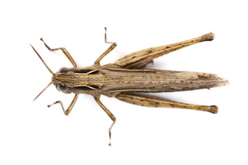 Brown grasshopper isolated on white background, top view