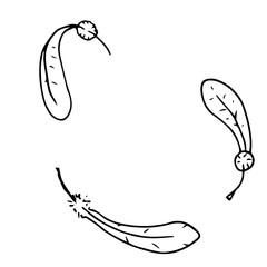 Vector illustration of a feather. Hand drawn feathers.