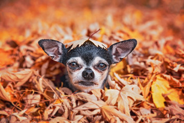 cute dog portrait