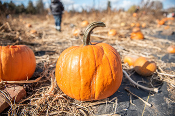 Halloween Pumpkin Patch in the Fall 