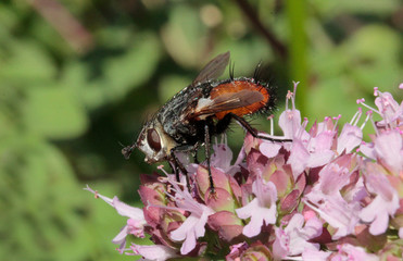 une mouche