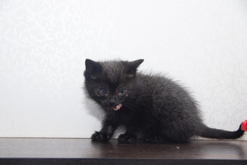 Fototapeta premium Little black kitten on white background . A pet. Small animal.