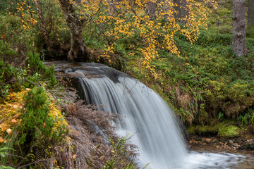 waterfall in the cairngorms national park, Scotland, during the autumn with orange and yellow leaf birch and pine trees and forest background.