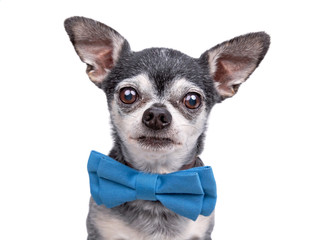 Cute chihuahua wearing a blue bow tie isolated on a white background studio shot