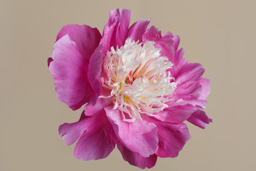 Pink peony flower isolated on a beige background.