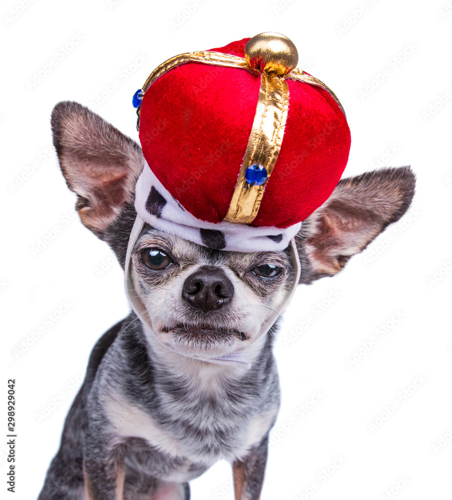 Wall mural Cute chihuahua wearing a red crown isolated on a white background studio shot