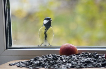 Big tit on the window, looking through the glass at the seeds and apples. 
