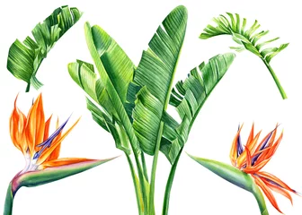 Küchenrückwand Plexiglas Strelitzia Satz Aquarellblumen und Blätter Strelitzia auf einem isolierten weißen Hintergrund, botanische Illustration, tropische Blätter