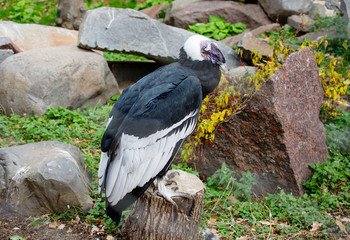 The Andean condor.  It is a large vulture with brilliant black plumage, a collar of white feathers around the neck. On the head and the greater part of the neck the feathers are virtually absent, and 
