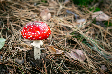 red fly agaric mushroom