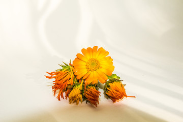 set of calendulas flowers is on the white background