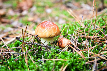 Small beautiful mushroom grows in the autumns forest