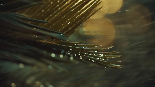water drops on cycas plant. shot in slow motion