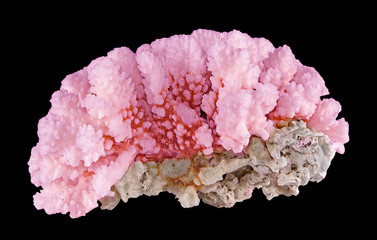 Coral isolated on black background © Dmitry