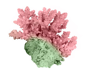 Coral isolated on white background © Dmitry