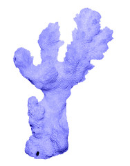 Coral isolated on white background © Dmitry